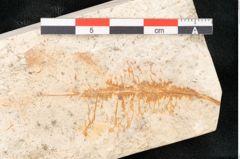 Foto (Detailansicht) von Arbutus serra Unger (NHMW-GEO-2024-0188-8180)